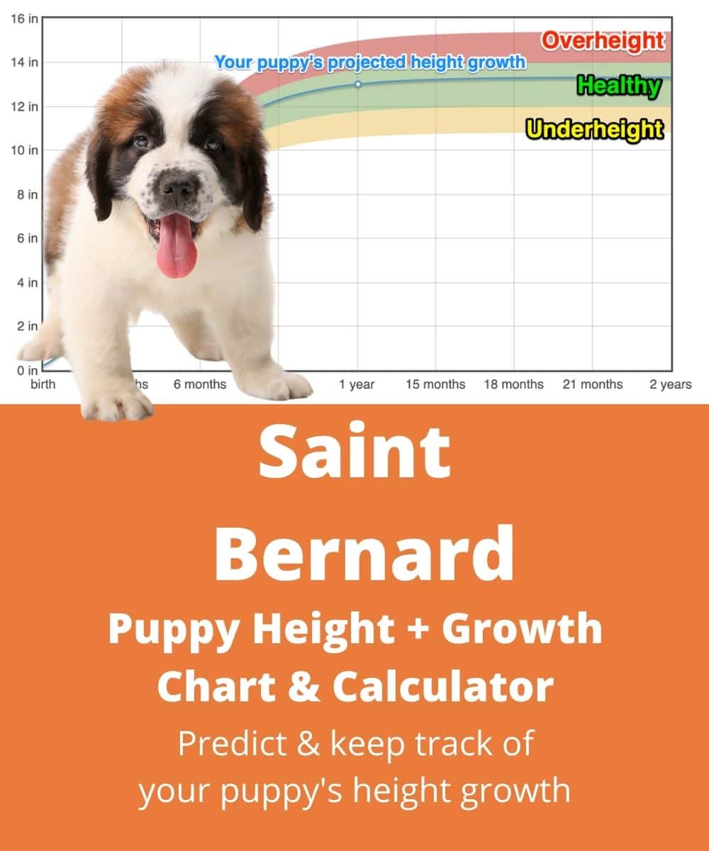 saint-bernard Puppy height Growth Chart